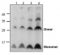 BMP-5 Antibody